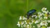 Gaurotes virginea